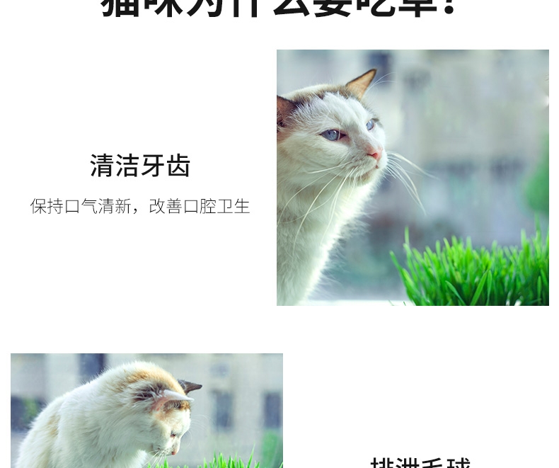 Azhe 水培无土猫草种植罐头装豪华版
