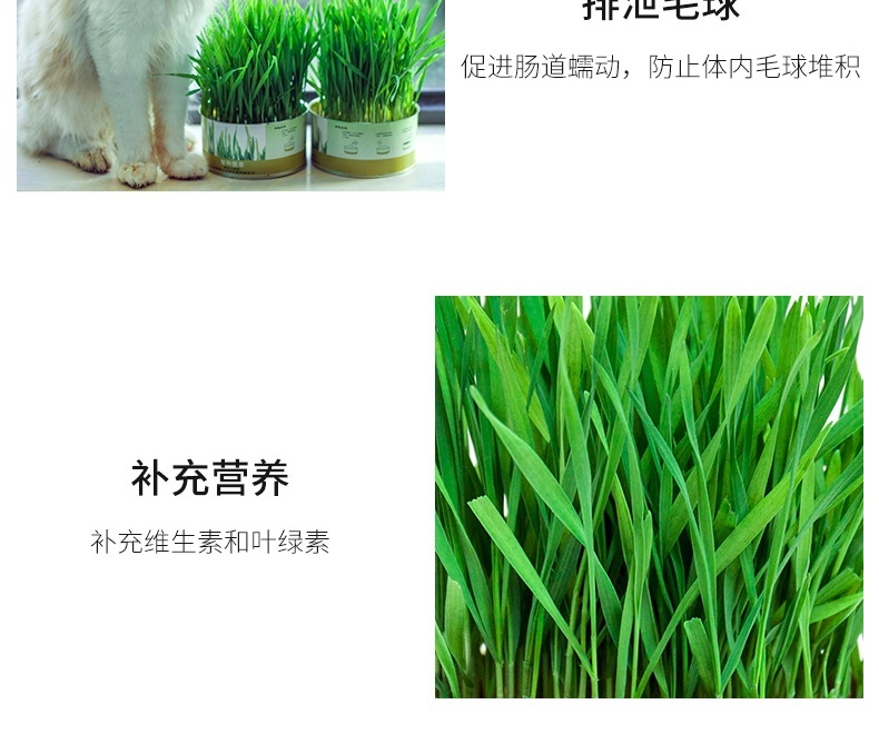 Azhe 水培无土猫草种植罐头装豪华版