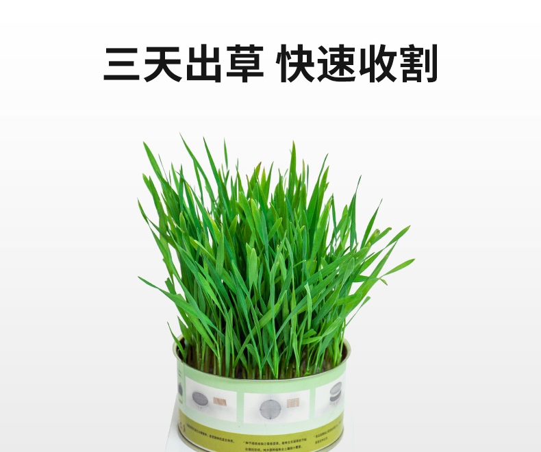 Azhe 水培无土猫草种植罐头装豪华版