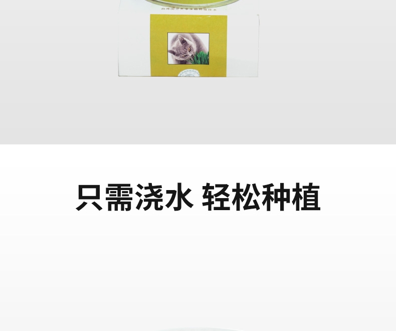 Azhe 水培无土猫草种植罐头装豪华版