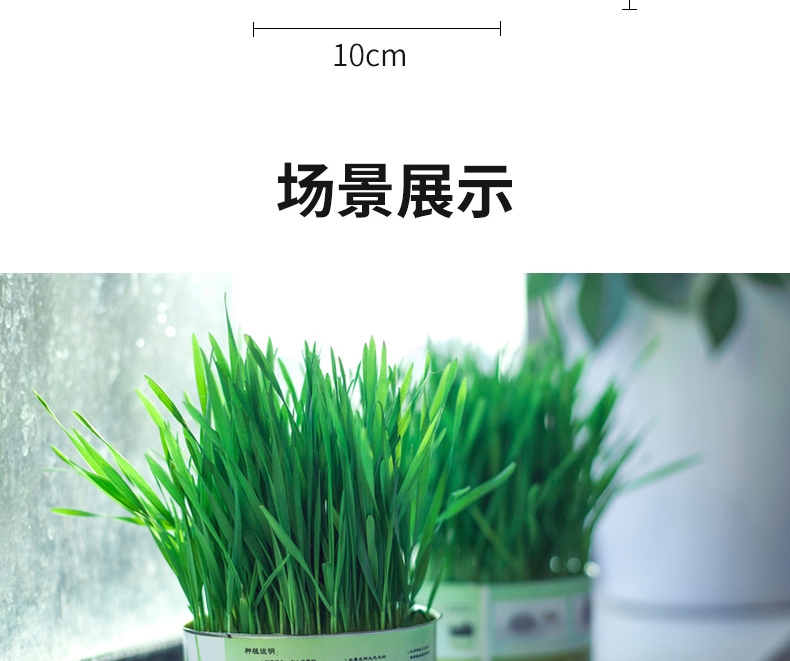 Azhe 水培无土猫草种植罐头装豪华版
