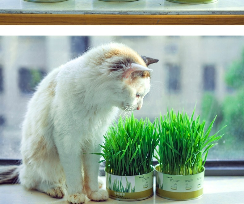 Azhe 水培无土猫草种植罐头装豪华版
