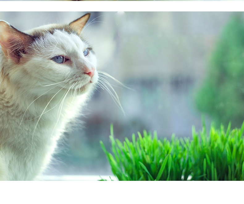 Azhe 水培无土猫草种植罐头装豪华版