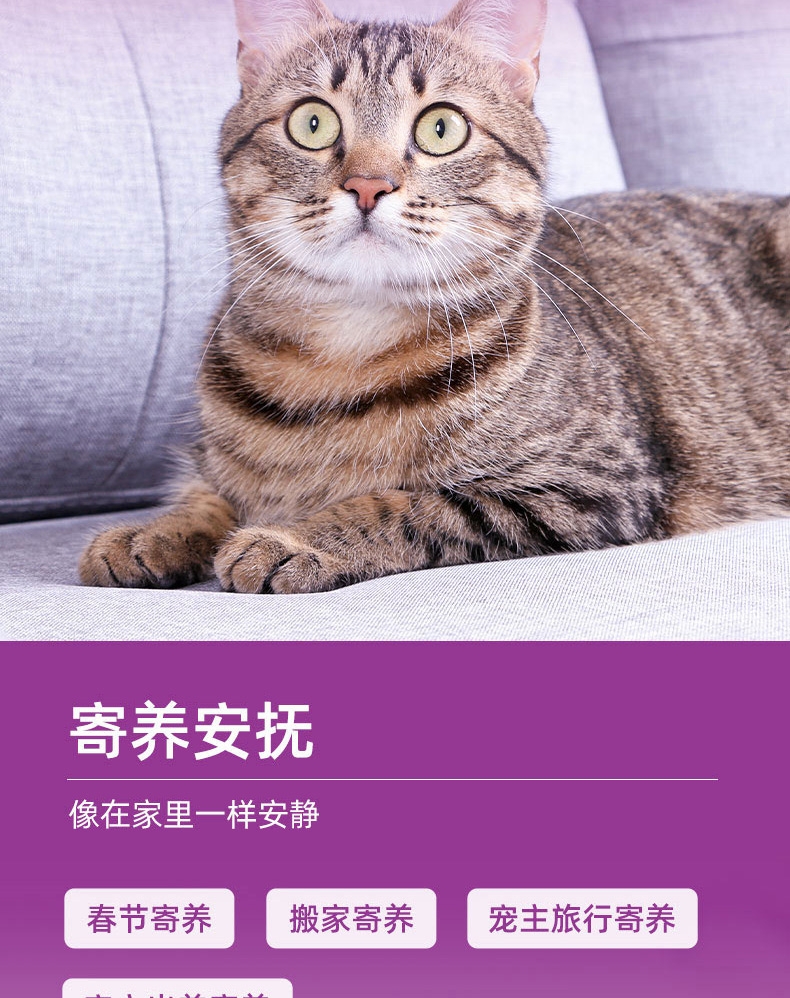 小壳 信息素费乐舒加热补充液 45ML 安抚猫咪情绪