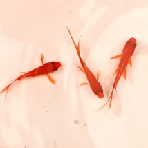 聚宝源 4-5cm红草鲫10条,防运损多发2条
