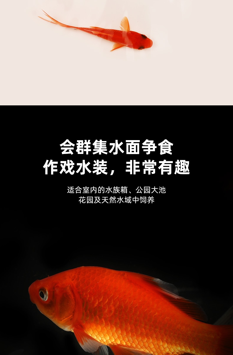 聚宝源 8-10cm红草鲫50条,防运损多发5条