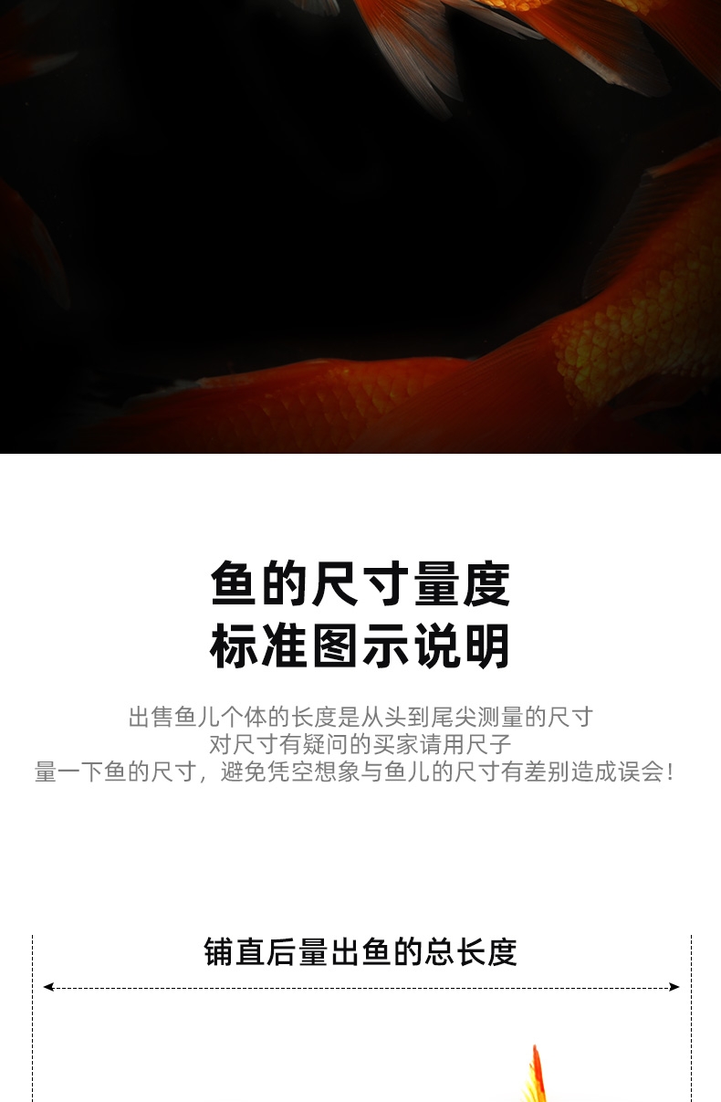 聚宝源 8-10cm红草鲫50条,防运损多发5条