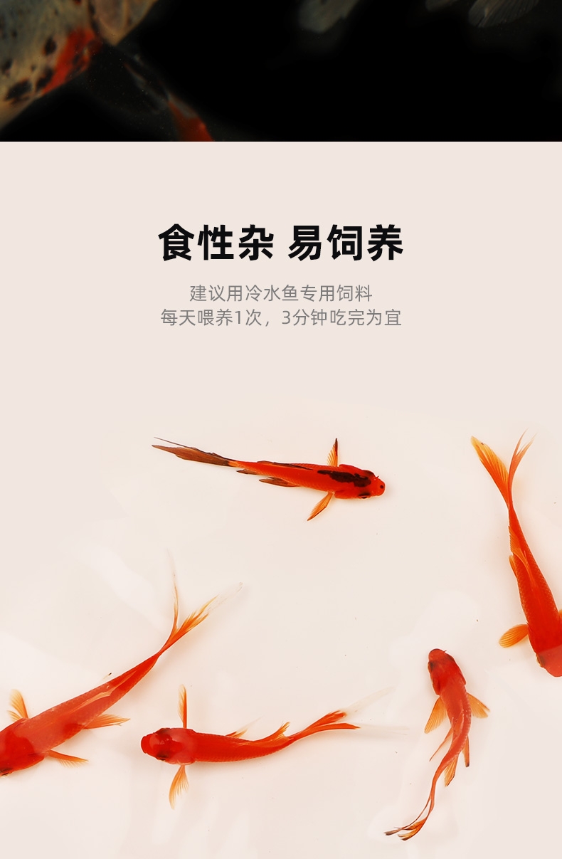 聚宝源 12-15cm1条兰花草+2条红草鲫