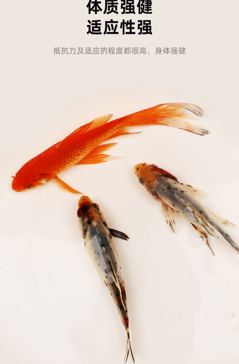 聚宝源 12-15cm2条兰花草+1条红草鲫