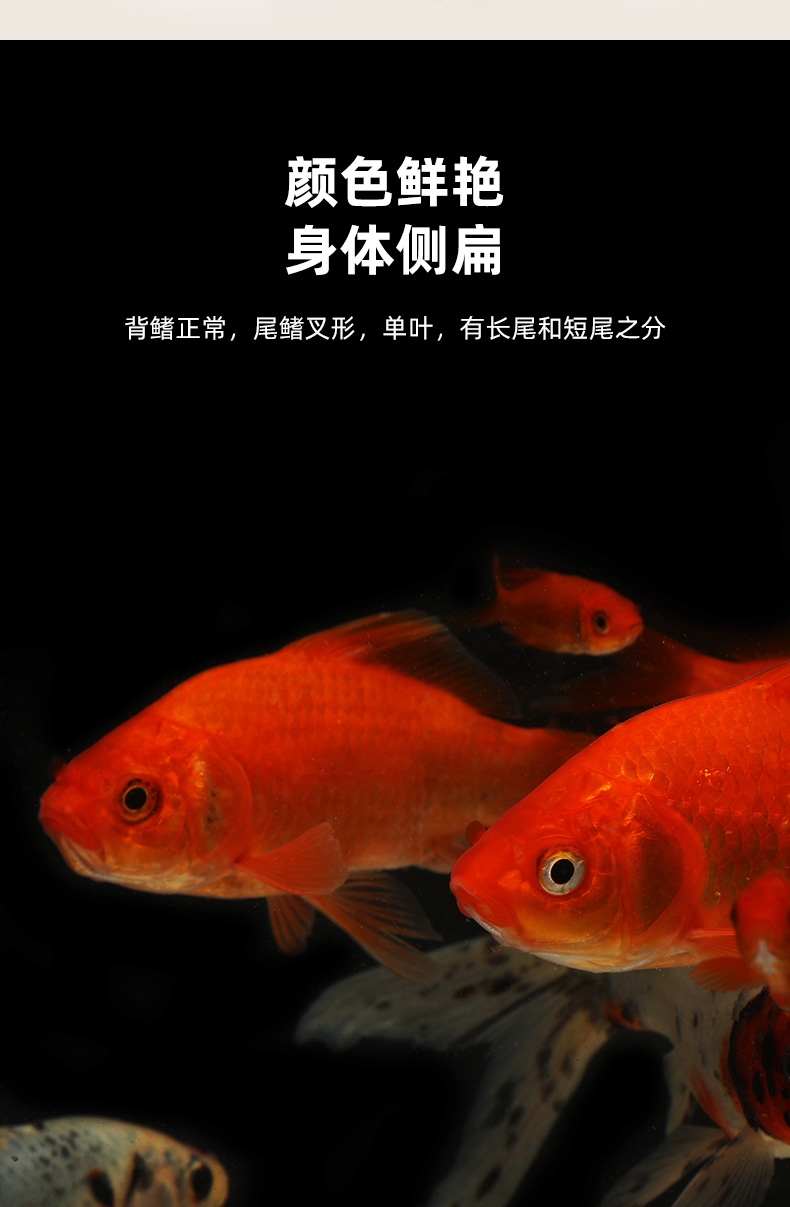 聚宝源 12-15cm2条兰花草+1条红草鲫