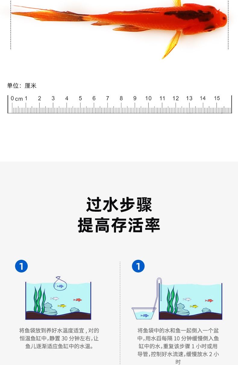 聚宝源 12-15cm2条兰花草+1条红草鲫