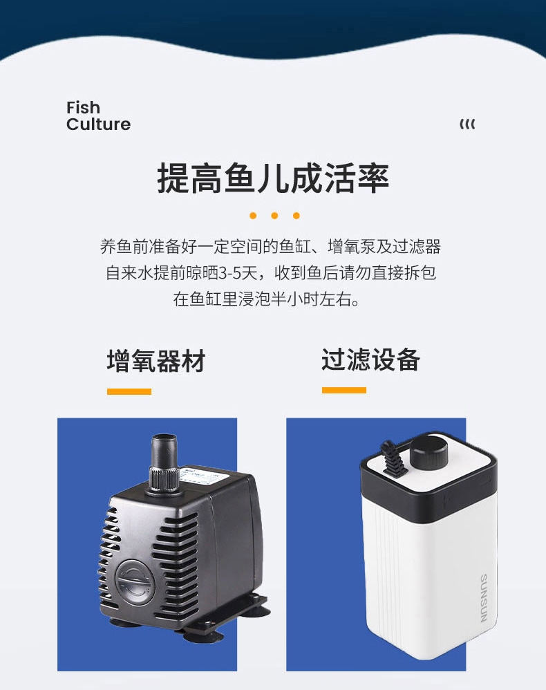 聚宝源 热带观赏鱼2-3cm柠檬天使鱼4+1条备损