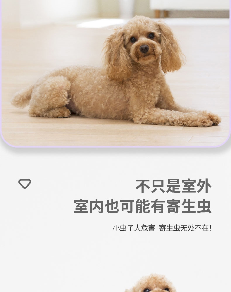 小可宠药 非泼罗尼滴剂 小型犬0.67ml*1支 适合≤10KG 狗体外驱虫 长效安全