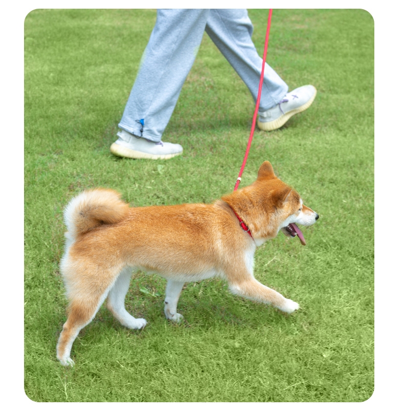 多可特 训狗牵引带P绳