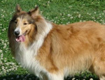 關(guān)于柯利犬的先天遺傳缺陷