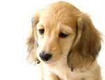 如何治療犬細(xì)小病毒