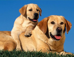 犬膿皮病的發(fā)病機(jī)理及診治體會(huì)
