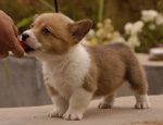犬異物性腸道阻塞的治療