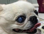 京巴犬角膜炎的病例分析