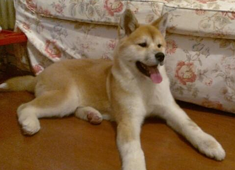 秋田犬易被哪些疾病困擾