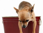 犬真菌性鼻炎