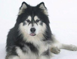 阿拉斯加犬有跳蚤怎么辦