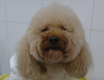 犬椎間盤脫位疾病