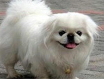 狗狗?；佳揽撇〗榻B