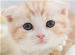 让猫咪自愿剪指甲的小妙招