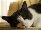 猫猫多久剪一次趾甲