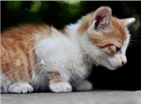 猫咪趾甲该如何修剪