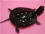 水龜常見病與治療方法分享
