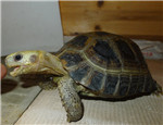 一例紅腿陸龜被藏獒咬傷的病例