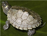 初级水龟品种：密西西比地图龟