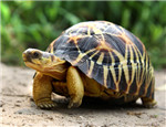高級陸龜品種：輻射陸龜