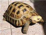 初級陸龜品種：緬甸陸龜