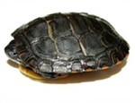 初級水龜品種：東部錦龜
