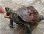 初级水龟品种：中华草龟