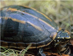 高級水龜品種：果核泥龜