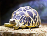 初級陸龜品種：印度星龜