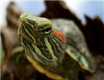 初級水龜品種：巴西紅耳龜