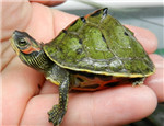 初级水龟品种：印度棱背龟