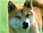 柴犬厭食該怎么辦