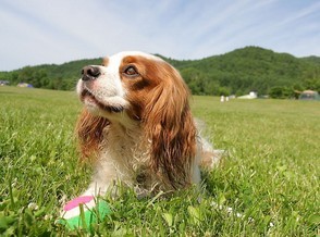 如何应对夏季狗狗厌食