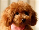 如何预防泰迪犬挑食