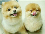 幼犬及老年犬冬季需特別呵護(hù)