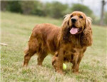 老年犬護(hù)理的注意事項(xiàng)