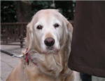 該怎樣飼養(yǎng)護(hù)理老年犬