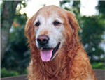 老年犬散步時(shí)需要注意的事項(xiàng)