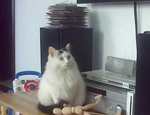 如何訓(xùn)練貓不上桌子